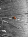 ladybird picture